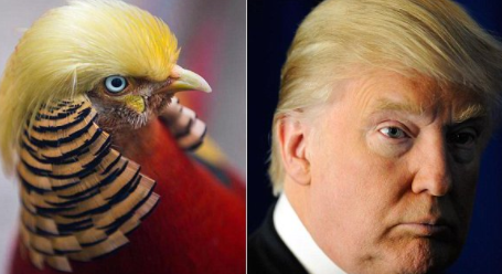 Trump pheasant