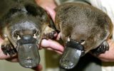 Platypus