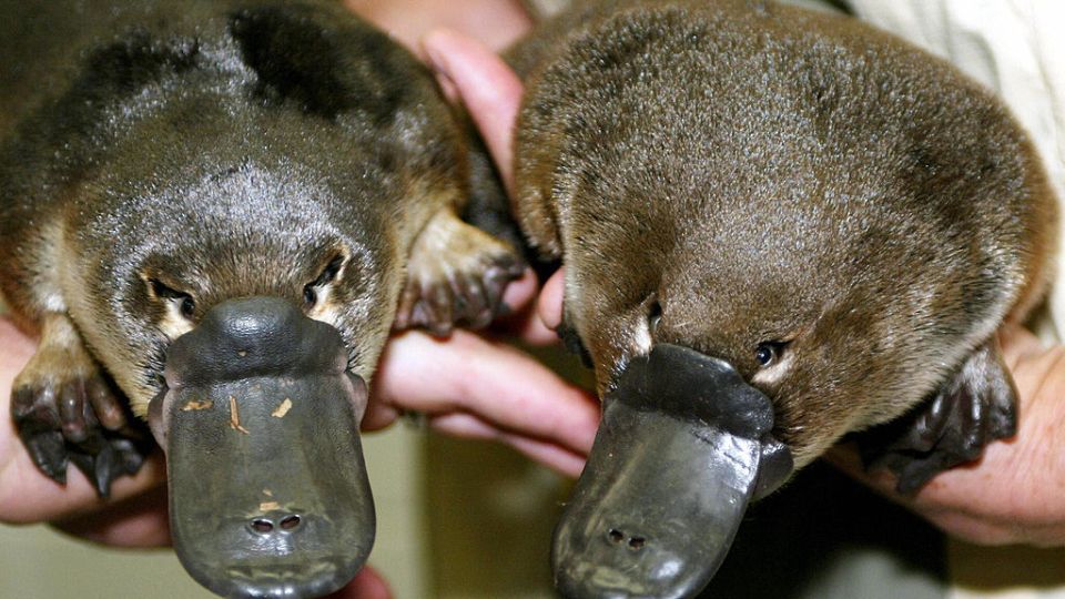 Platypus