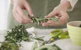 rosemary