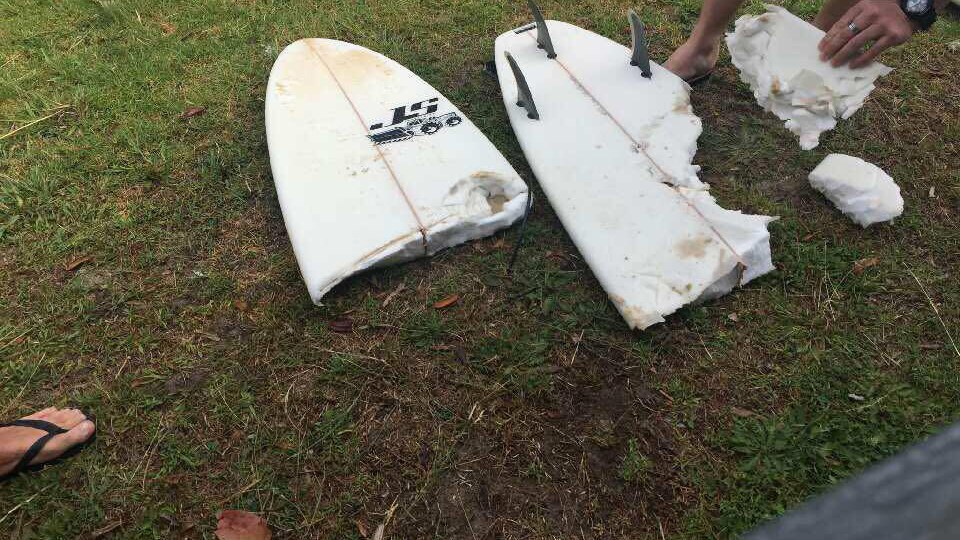 shark attack near Forster
