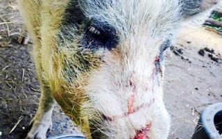 Polly the Pig
