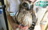 boobook owl
