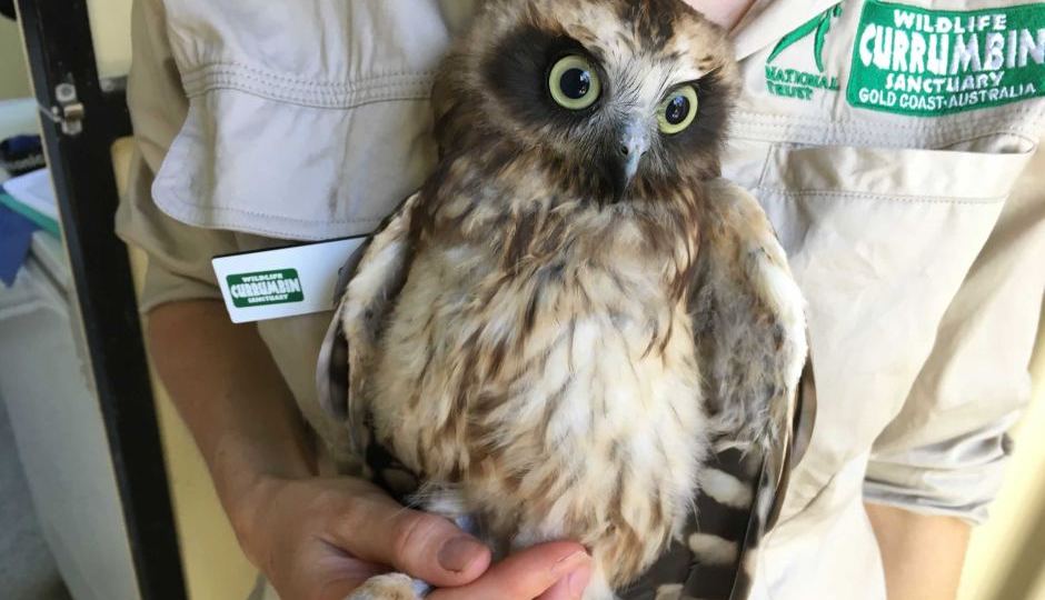 boobook owl