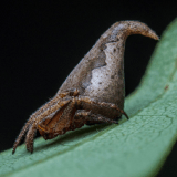 Eriovixia gryffindori