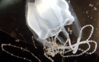 Irukandji jellyfish moving further sout