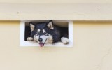 dogs pets mental illness