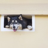 dogs pets mental illness