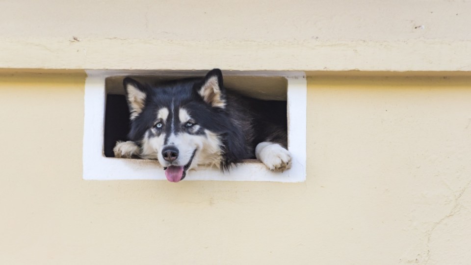 dogs pets mental illness