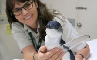 Penguin at Taronga Zoo