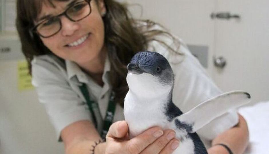Penguin at Taronga Zoo