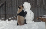 Toronto Zoo giant panda Da Mao