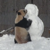 Toronto Zoo giant panda Da Mao