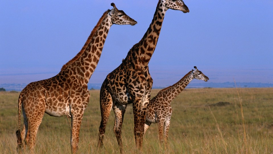camels extinction