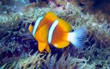 great barrier reef