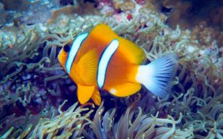 great barrier reef