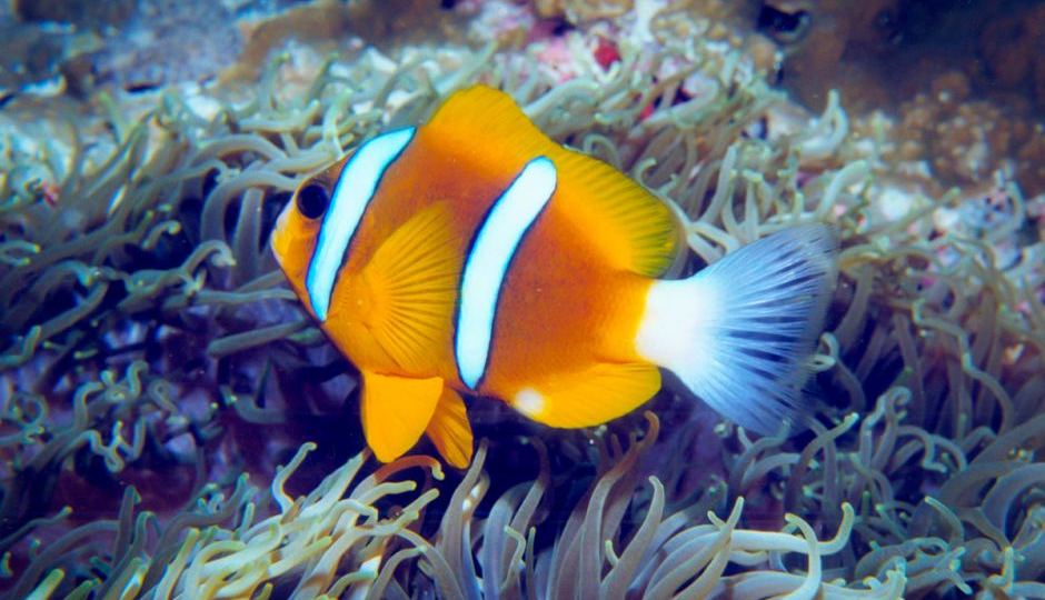 great barrier reef