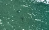 Shark sightings on Victorian coast