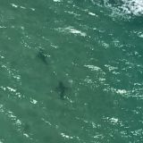 Shark sightings on Victorian coast