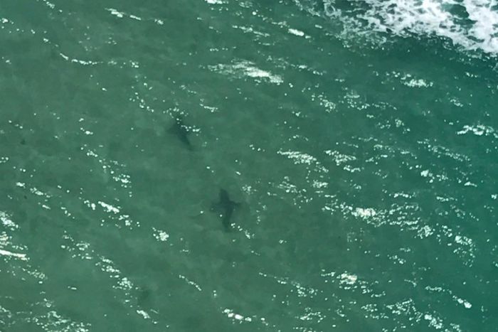 Shark sightings on Victorian coast