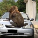 Tasmania seal on the loose