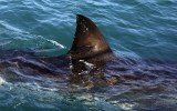Shark spottings Victoria