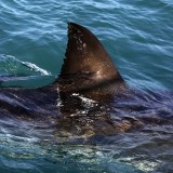 Shark spottings Victoria