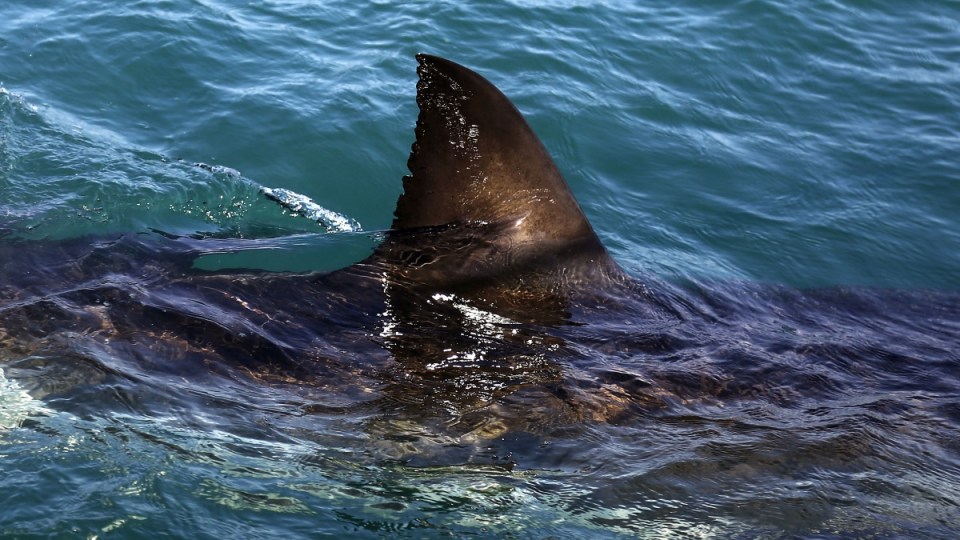 Shark spottings Victoria