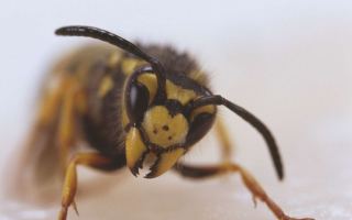European wasp