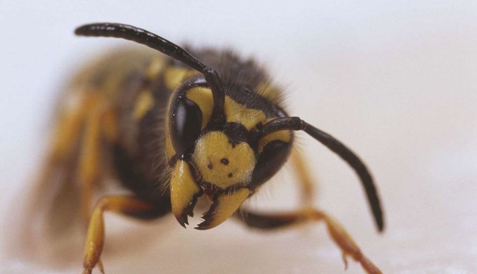 European wasp