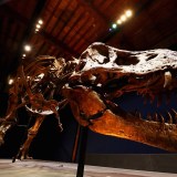 what really killed the dinosaurs