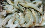 raw prawns