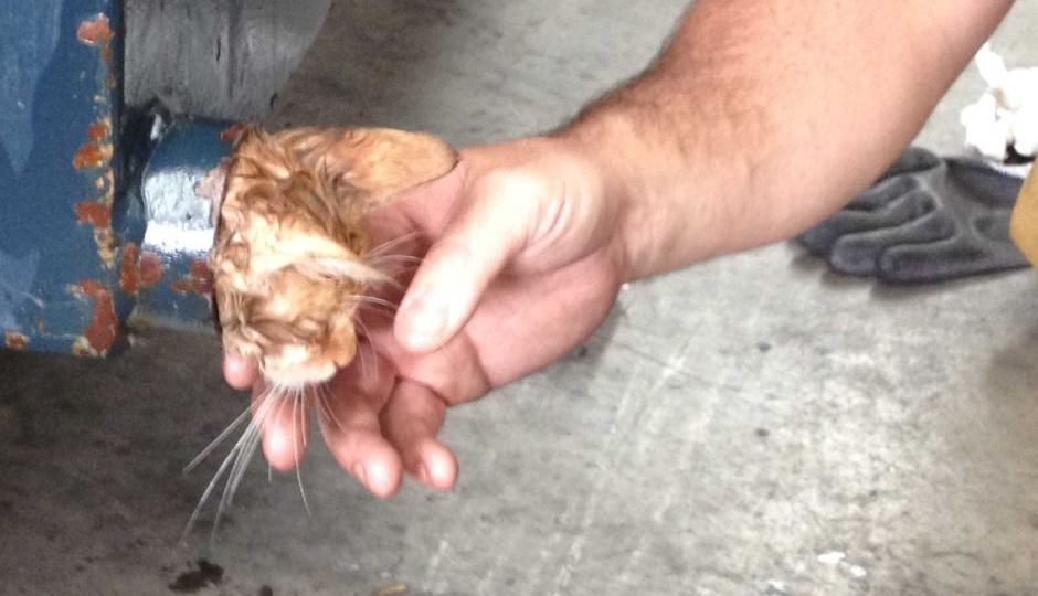 Kitten rescued from Melbourne dumpster