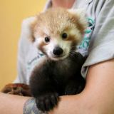 Red Panda Maiya