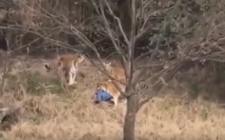 China tiger mauling