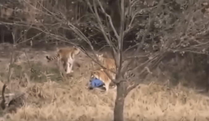 China tiger mauling