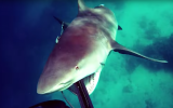 speargun shark video