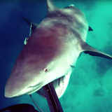 speargun shark video