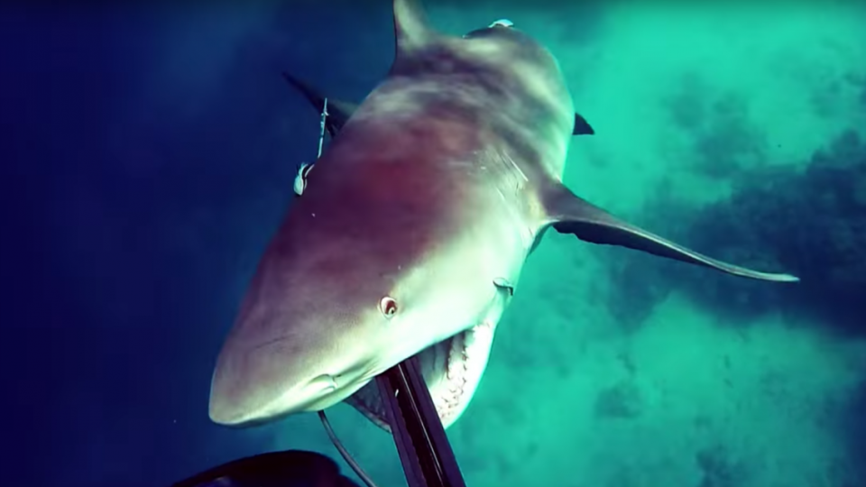 speargun shark video