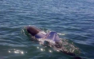 bottlenose dolphin caught t-shirt