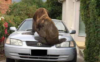 lou-seal