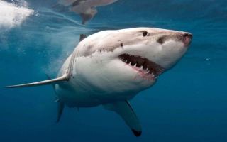 shark