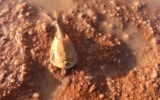 shield shrimp