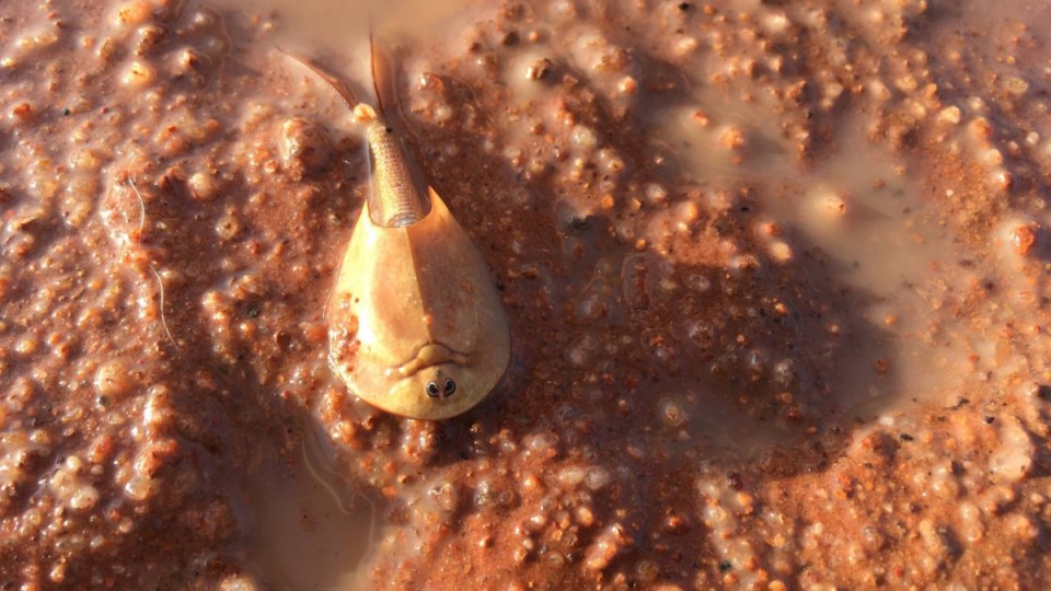 shield shrimp