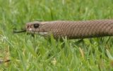 how to treat snake bite