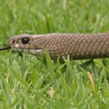 how to treat snake bite