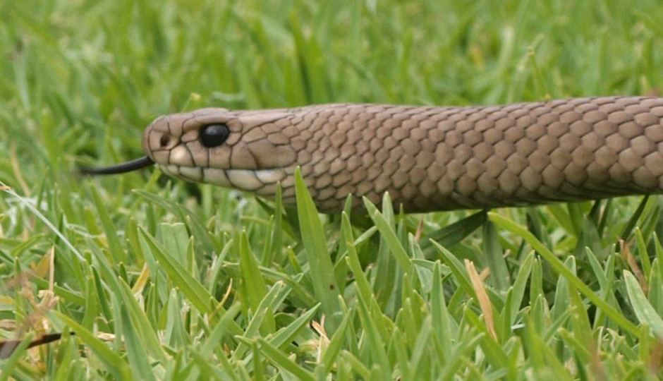 how to treat snake bite