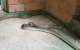 snake eats snake in Queensland