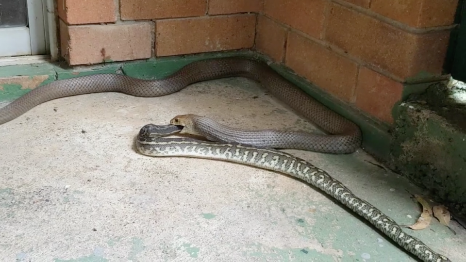 snake eats snake in Queensland