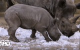 Rhino sees snow for first time